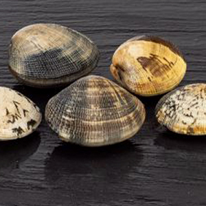 amêijoa japónica Ruditapes philippinarum