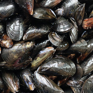 Mytilus galloprovincialis